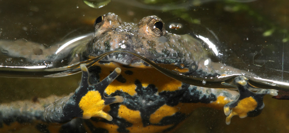 Nature - Jean-François Noblet