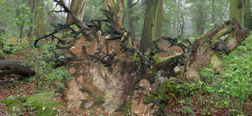 Nature - Jean-François Noblet