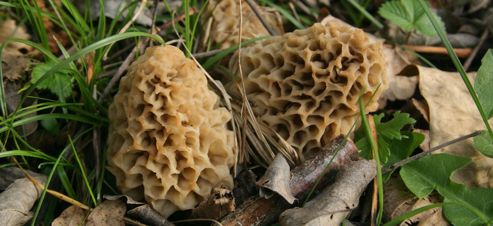 Nature - Jean-François Noblet