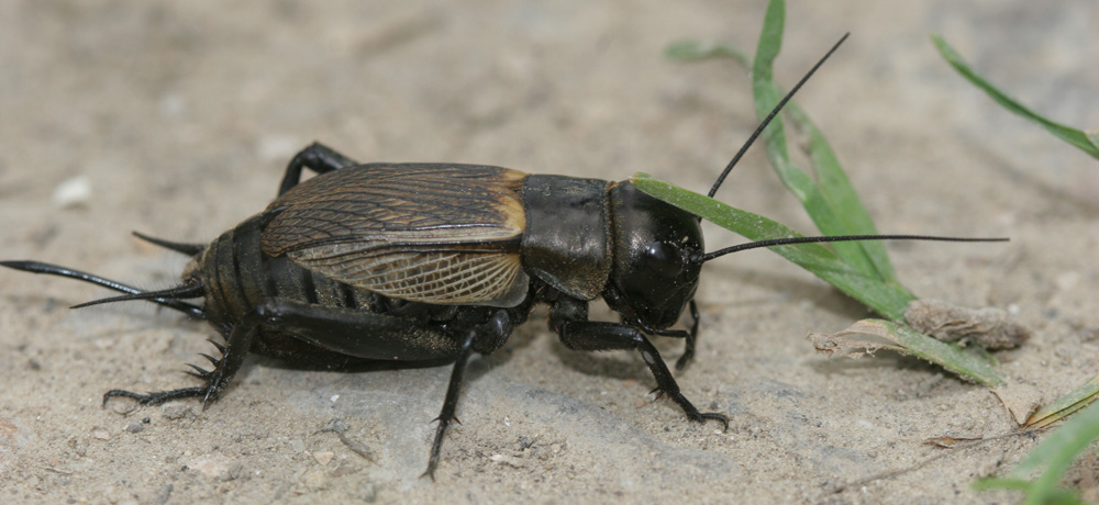 Nature - Jean-François Noblet