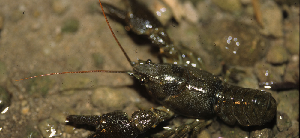 Nature - Jean-François Noblet