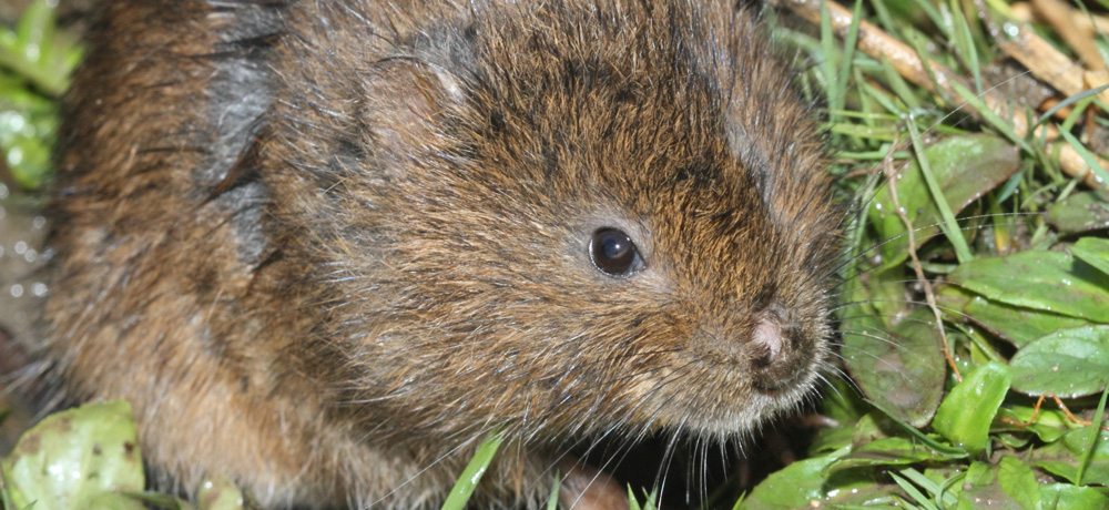 Nature - Jean-François Noblet