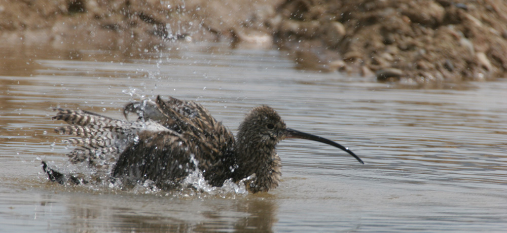 Nature - Jean-François Noblet
