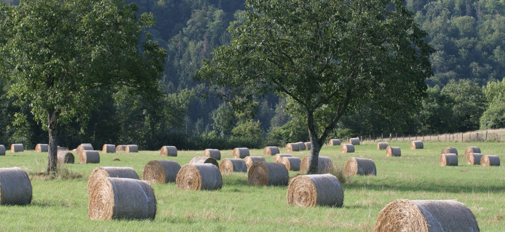 Nature - Jean-François Noblet