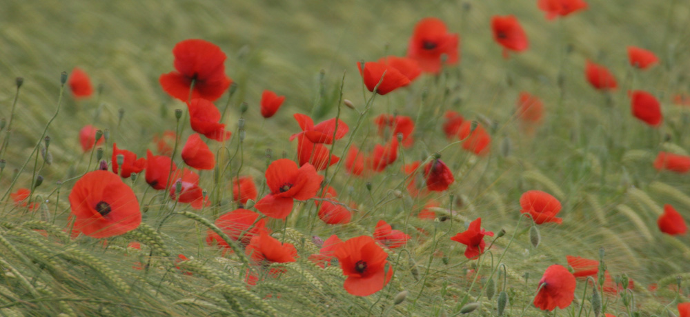 Nature - Jean-François Noblet