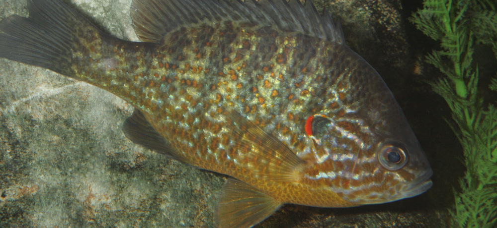 Nature - Jean-François Noblet