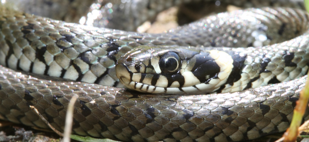 Nature - Jean-François Noblet